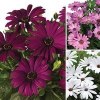 osteospermum regal classic 6 x 9cm pots