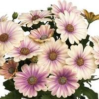 Osteospermum Fondant Fancy 24 Jumbo Ready Plants