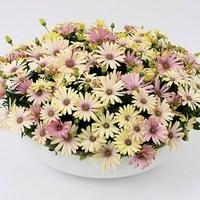 osteospermum spring bouquet 3 jumbo ready plants