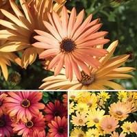 Osteospermum Terra Collection 2 Pre-Planted Troughs