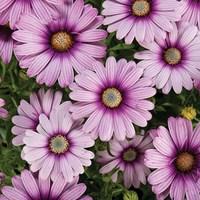 Osteospermum Eye Catcher Purple 3 Jumbo Ready Plants