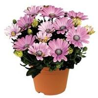 Osteopermum Pinks 1 Pre Planted Container