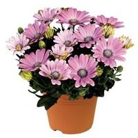 osteopermum pinks 1 pre planted container