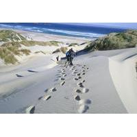 otago peninsula guided coastal walk including the chasm and lovers lea ...