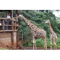 Out of Africa Experience: Giraffe Centre and Karen Blixen Museum Tour from Nairobi