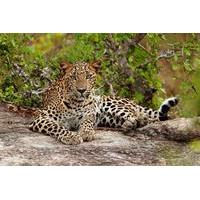 Overnight Private Leopard Safari with Luxury Tented Camping