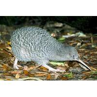 Overnight Kiwi Spotting Tour on ...