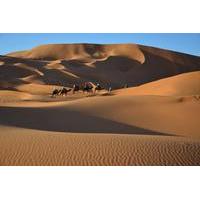 Overnight Tour from Marrakech to Zagora Including Desert Camp and Camel Trek