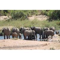 Overnight Kruger Safari from Nelspruit, Whiteriver or Hazyview