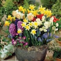 Over £50 Spend Offer: Mixed Spring Bulb Collection 60 Bulbs