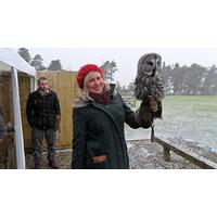 Owl Encounter at Falcon Days