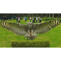 Owl Encounter in Derbyshire