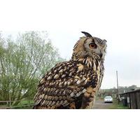 Owl Encounter in Suffolk