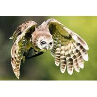 Owl Handling