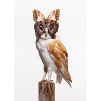 Owl with Butterfly By Nancy Fouts