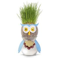 Owl Grasshead