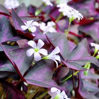 Oxalis \'Sunny\' (Large Plant) - 1 x 2 litre potted oxalis plant