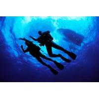 PADI Open Water Diver Certification in Cabo San Lucas