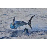 Papagayo Gulf Fishing Trip