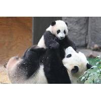 pandas and history of chengdu day tour from guangzhou by air