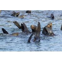Palomino Islands Sightseeing Cruise Including Swim with Sea Lions
