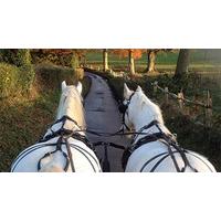 Pairs Horse Drawn Carriage Driving Lesson in West Sussex