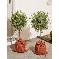 Pair of Lavender Trees