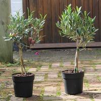 Pair of Small Olive Tree Gifts
