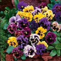 pansy frizzle sizzle mixed 72 pansy plug plants