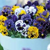 Pansy \'Frou Frou Mixed\' - 1 packet (20 pansy seeds)