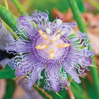 Passiflora edulis \'Frederick\' - 1 x 9cm potted passiflora plant