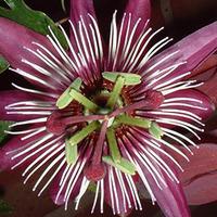 Passiflora \'Violacea Victoria\' - 1 x 9cm potted passiflora plant