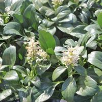 Pachysandra terminalis \'Green Carpet\' (Large Plant) - 2 x 9cm potted pachysandra plants