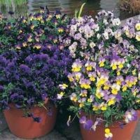 Pansy \'Singing the Blues\' - 1 packet (25 pansy seeds)