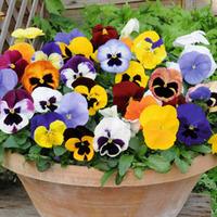 pansy matrixtrade mixed 36 pansy plug plants