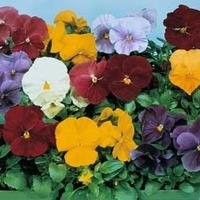 Pansy \'Clear Crystal Mixed\' - 1 packet (150 pansy seeds)