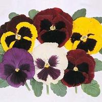 Pansy \'Majestic Giants Mixed\' F1 Hybrid - 1 packet (30 pansy seeds)