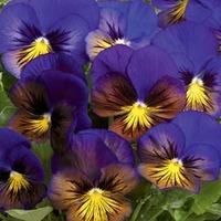 Pansy \'Karma Blue Butterfly\' F1 Hybrid - 1 packet (20 pansy seeds)