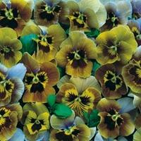 Pansy \'Envy\' - 1 packet (20 pansy seeds)