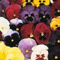 Pansy \'Mello® 21\' F1 Hybrid - 1 packet (30 pansy seeds)