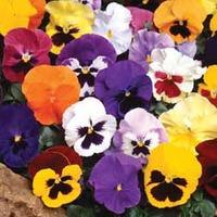 Pansy \'Tea Party\' - 72 pansy plug plants