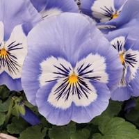 pansy mystique blue halo 36 pansy plug plants