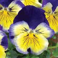 pansy matrixtrade morpheus 72 pansy plug plants