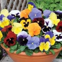 Pansy \'Most Scented Mix\' - 36 pansy plug plants