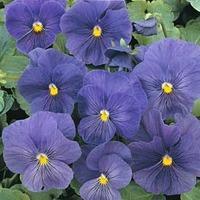 Pansy \'True Blue\' - 1 packet (40 pansy seeds)