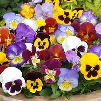 Pansy \'RHS Winning Formula\' - 72 pansy plug plants