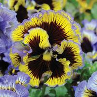 pansy frou frou mixed 72 pansy plug plants