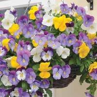 Pansy \'Plentifall Mixed\' F1 Hybrid - 1 packet (12 pansy seeds)