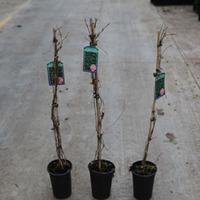 parthenocissus quinquefolia engelmannii large plant 2 x 2 litre potted ...