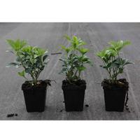 Pachysandra terminalis (Large Plant) - 2 x 9cm potted pachysandra plants